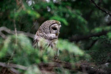 Owl perched atop a tree branch staring directly into the camera