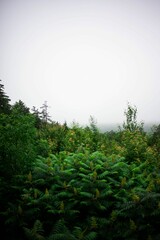 Lush, tropical jungle scene featuring an abundance of green foliage and a foggy atmosphere