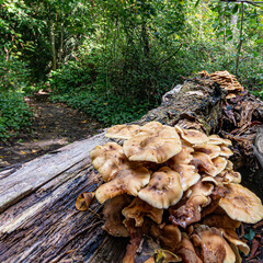 English woodland mushrooms