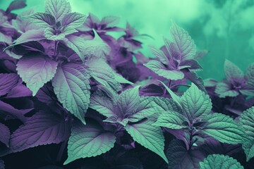 Lavender Plants with Colorful Leaves. Generative AI