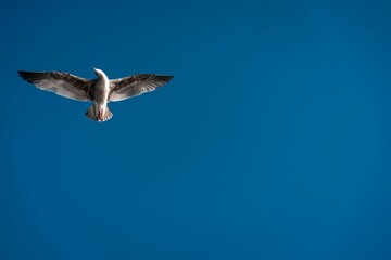 Seagull gliding gracefully through the clear blue sky with its wings outstretched