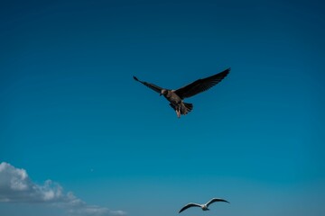 Seagulls soaring gracefully through a picturesque blue sky, Long Beach, California