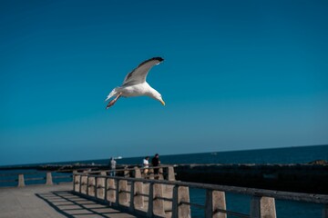 Seagull is flying in the air near a beach, with people walking on the shore, Long Beach, California