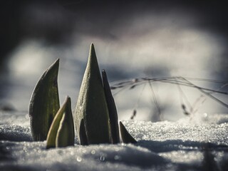 Closeup of green sprouts in the snow