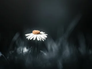Foto op Plexiglas Closeup of a white daisy on a dark background © Peter Jantsch/Wirestock Creators