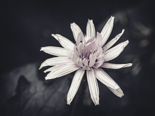 Closeup of a white flower on a dark background