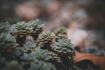 Closeup of succulent plants on a dark background