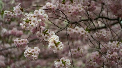 Closeup shot of Cherry Blossom flowers on a tree