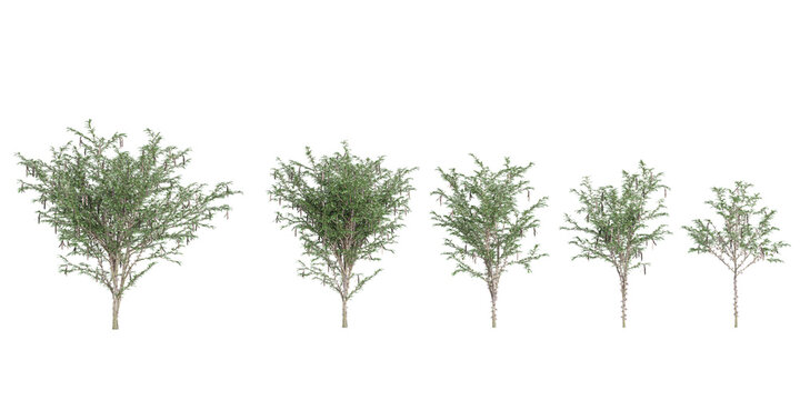 3D rendering of Prosopis chilensis trees on transparent background, for illustration, digital composition, and architecture visualization