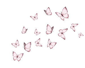 butterflies