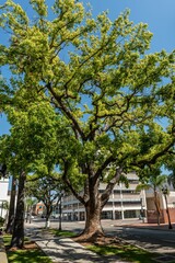 Scenic view, of a tree in the foreground, illuminated by a street light in the background