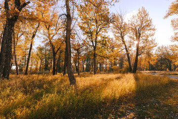 Sun shining through trees in the forest in Autumn