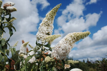 white buddleia flower in the garden