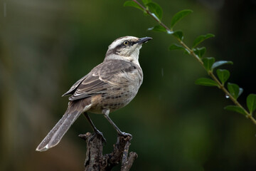 The chalk-browed mockingbird or Sabia-do-campo perched on a branch under rain. It's a typical bird from the south-central region of Brazil. Species Mimus saturninus. Birdwathching. Birding.