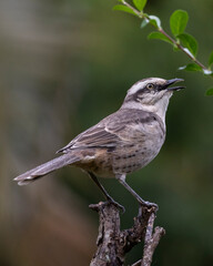 The chalk-browed mockingbird or Sabia-do-campo perched on a branch under rain. It's a typical bird from the south-central region of Brazil. Species Mimus saturninus. Birdwathching. Birding.