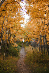 Path through an Autumnal forest
