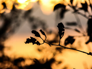 autumn leaves in the sun