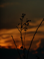 Silhouette of a plant against the background of the setting sun