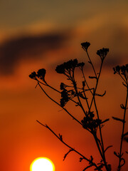 Silhouette of a plant against the background of the setting sun