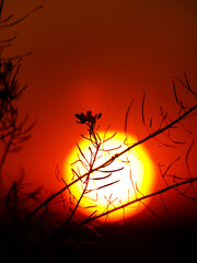 silhouette at sunset