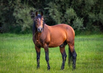a brown horse standing in a field of grass with trees in the background
