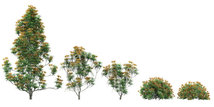 Grevillea edelfeltii,Southern silky oak,Grevillea edelfeltii Trees collection with realistic style