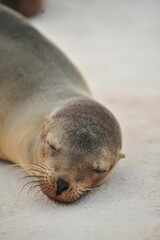 Fototapeta premium Photography of a sea lion sleeping on the beach