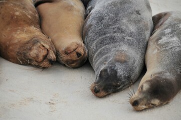 Photography of sea lions sleeping at the beach