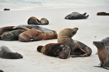 Fototapeta premium Photography of sea lions at Galapagos Islands