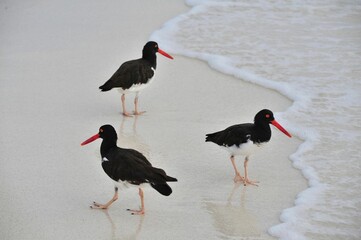 Birds with red bills on the seashore