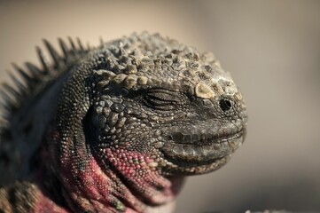Fototapeta premium photography of a face of an iguana