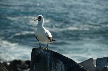 Fototapeta na wymiar photography of a bird on a rock