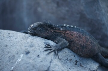 photography of an iguana standing one a rock at the beac