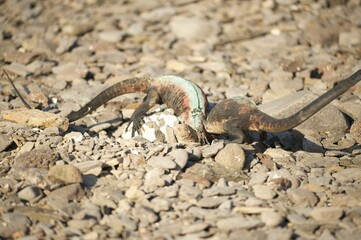 photography of two iguanas at the beach