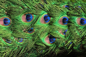 detail and texture of feathers of a peacock