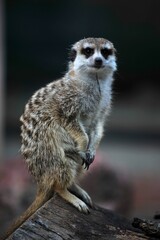 photography meerkat at the zoo