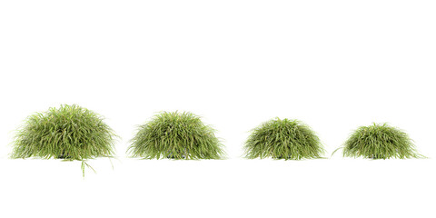 Isolated Willow grass on a white background