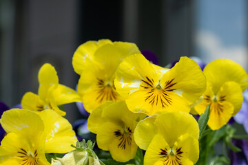 Yellow pansies flowers nature. Garden background. Grow a pansy Viola flower. Bloom spring. Gardening. Floral botanical. Blooming mood. Beautiful aesthetic petal plant