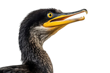 Great cormorant isolated on white background. Generative AI