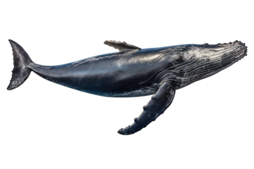 humpback whale isolated on white background. Generative AI