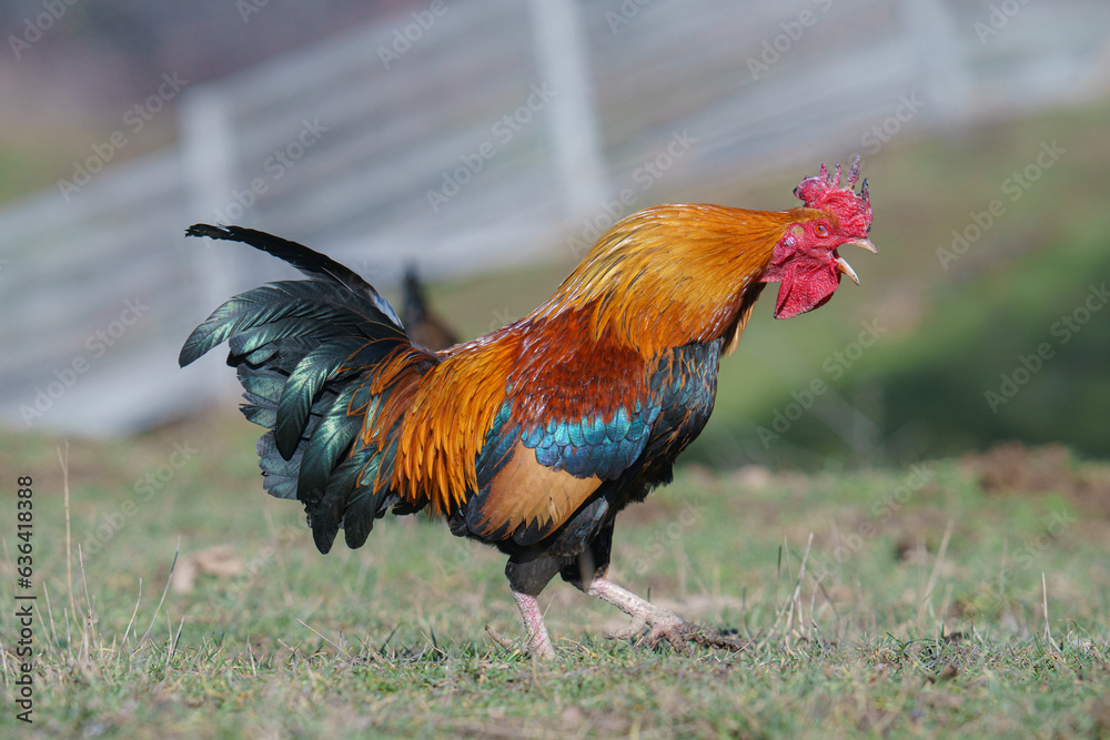 Sticker Closeup shot of a rooster chicken on a grass field on a sunny day