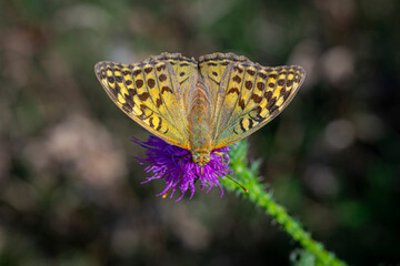 Fototapeta na wymiar Silver-washed fritillary butterfly perching on flower