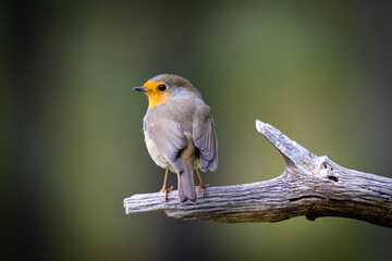 Erithacus rubecula perching on wood isolated in blurred background