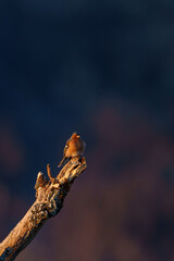 Vertical shot of a robin bird perched on a branch