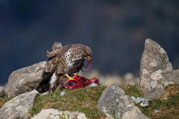 Closeup shot of an eagle eating its prey