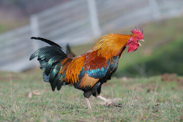 Closeup shot of a rooster chicken on a grass field on a sunny day
