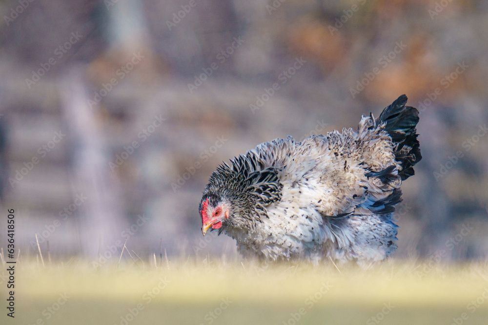 Poster Closeup shot of a Sussex chicken on a grass field on a sunny day