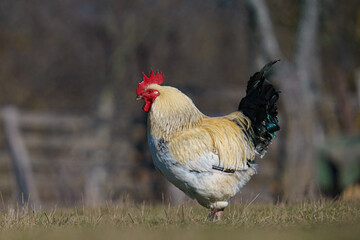 Closeup shot of a sussex chicken on a grass field on a sunny day