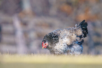 Closeup shot of a Sussex chicken on a grass field on a sunny day