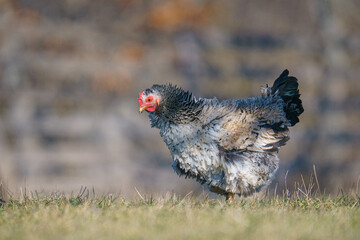 Closeup shot of a Sussex chicken on a grass field on a sunny day
